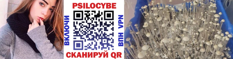 Галлюциногенные грибы Psilocybine cubensis  Ахтубинск 